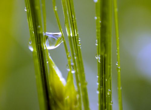 Grass With Water Drops