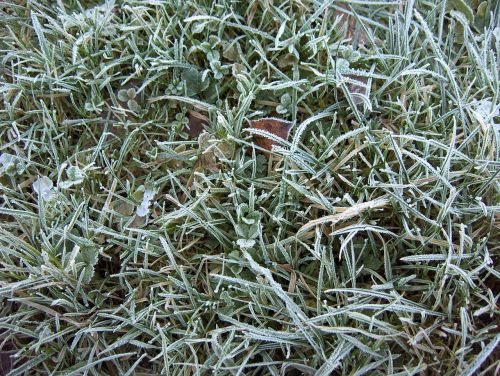 grass frost winter