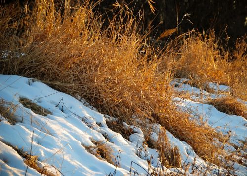 grass snow river bank