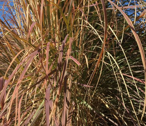 grass ornamental plant