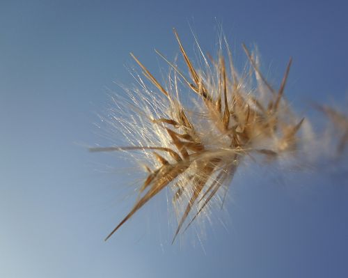 grass seeds sky