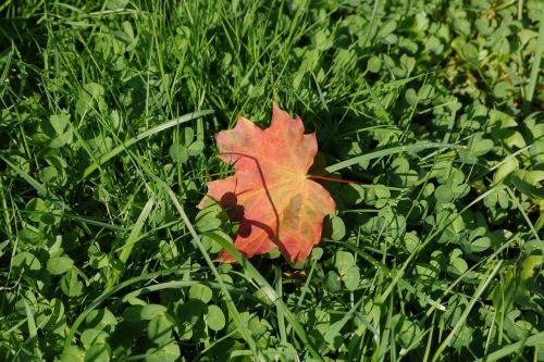 grass sheet autumn leaf