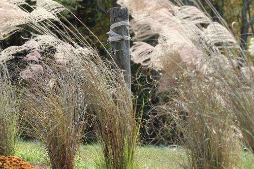 grass farm backdrop