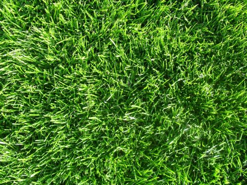 grass background texture