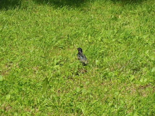 grass bird park