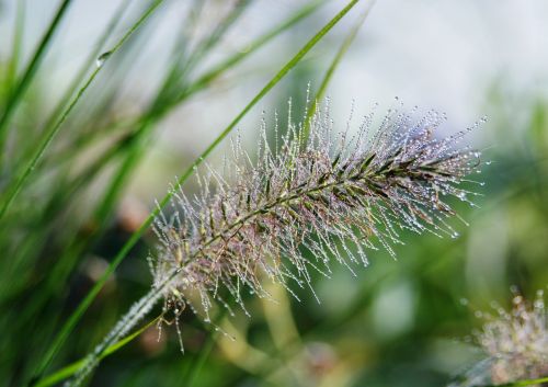 grass dew plant