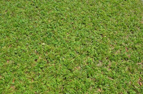 grass texture background