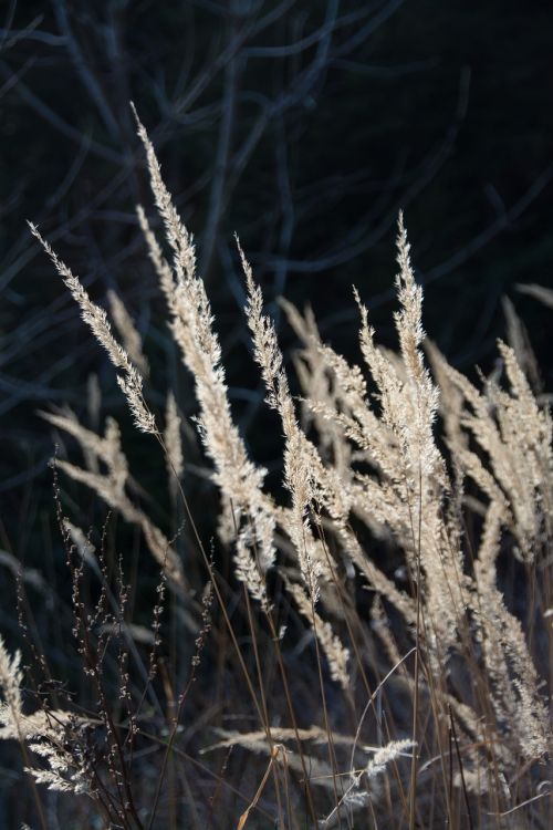 grass back light grasses