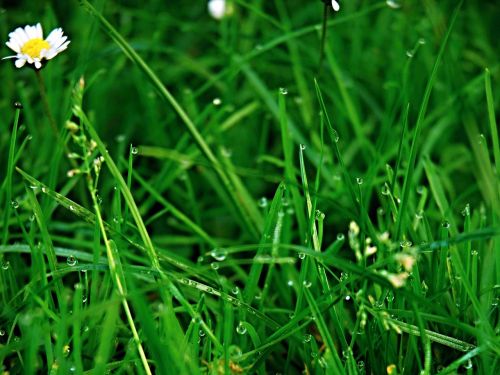 grass green dew