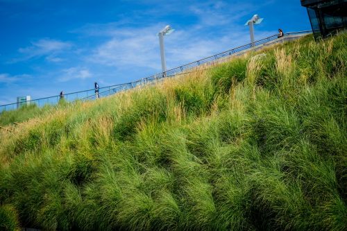 grass blue sky urban