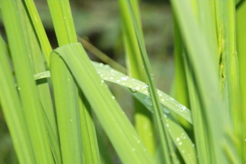 grass nature green