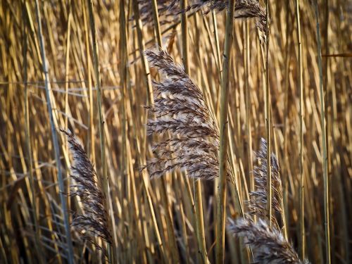 reed grass nature