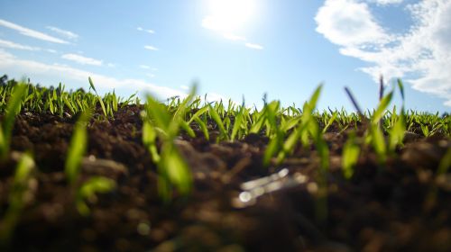 grass garden green