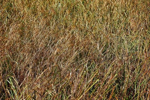 grass field nature