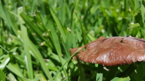 grass leaf green