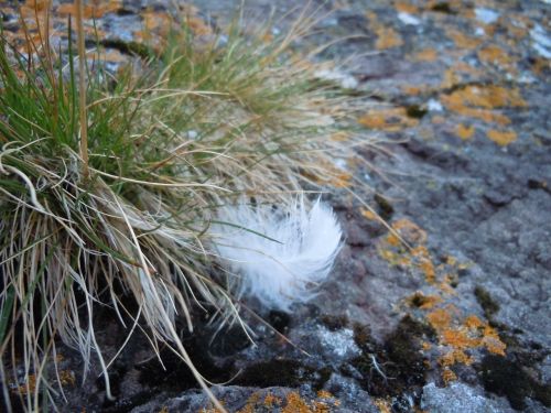 grass feather rock