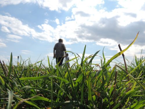 grass clouds sky