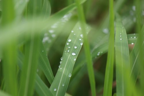 grass nature rain