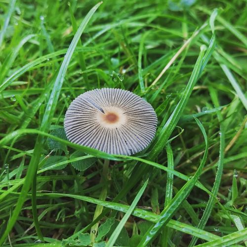 grass dew mushroom