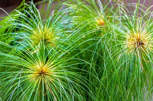 grass nature green