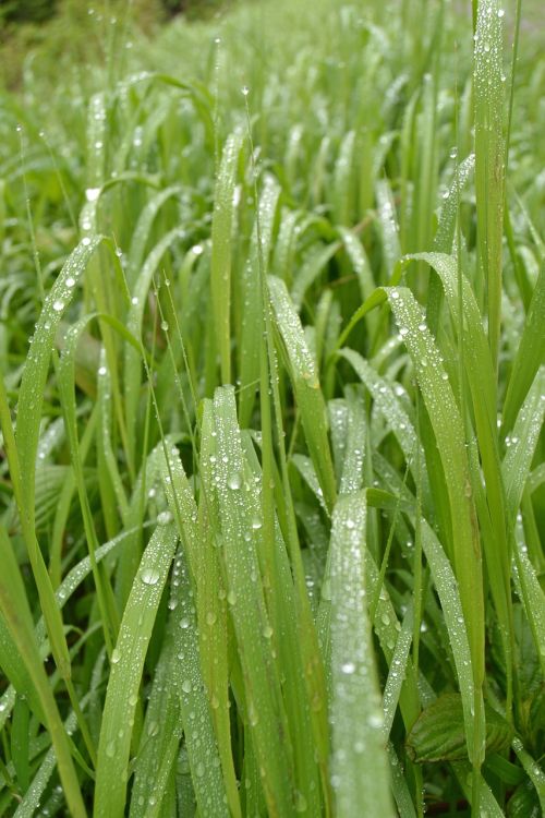 grass grass field droplets
