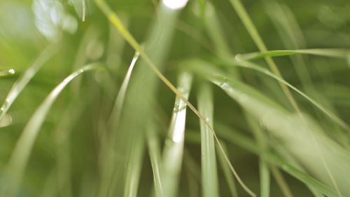 grass blades nature