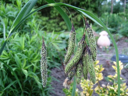 grass plant garden