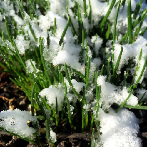 grass snow winter