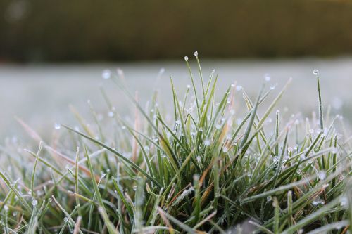 grass rush frost