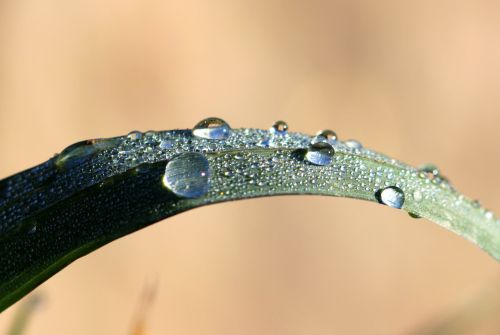grass blade of grass raindrop