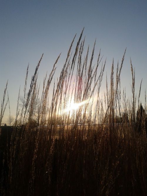 grass the sun nature