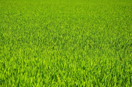 grass meadow cereals