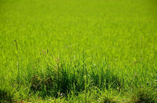 grass meadow cereals