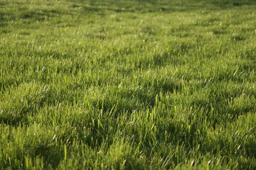 grass lawn spring