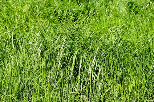 grass meadow grasses