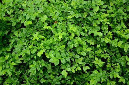 blueberries berries foliage