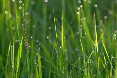 grass rosa drops of water