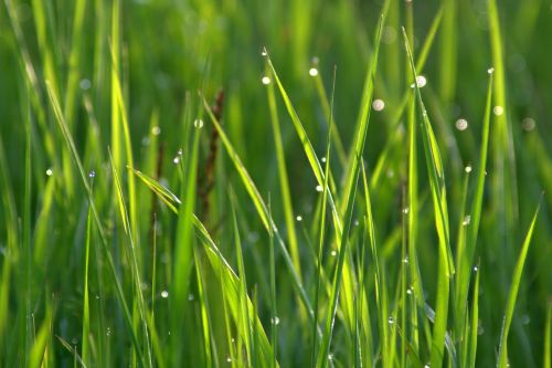 grass rosa drops of water