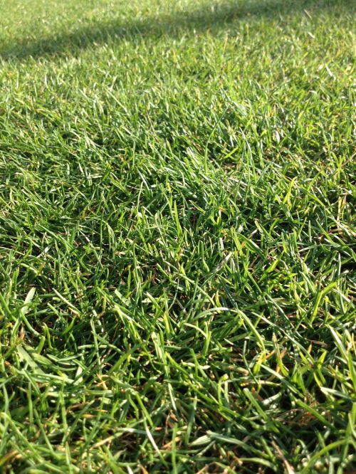 grass field green