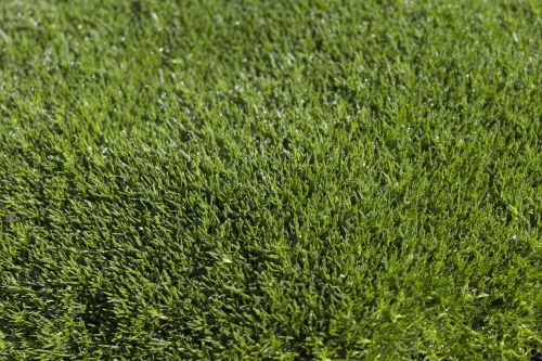 grass texture green