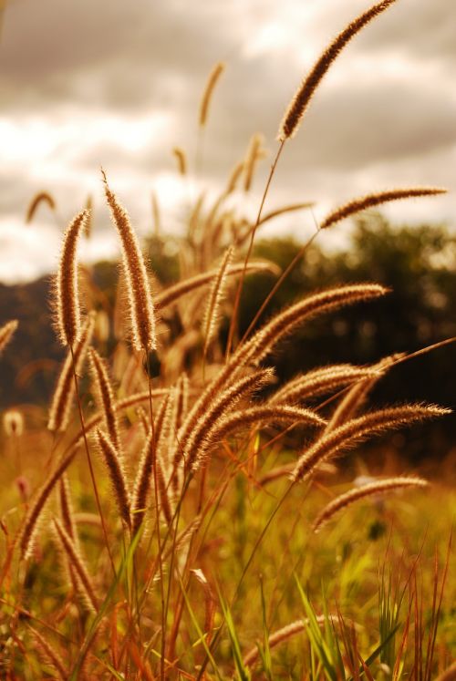 grass nature summer