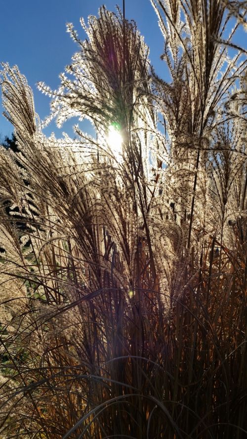 grass nature sunlight