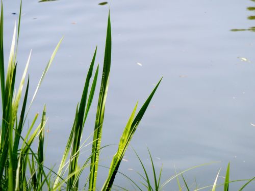 grass shore grass aquatic plant