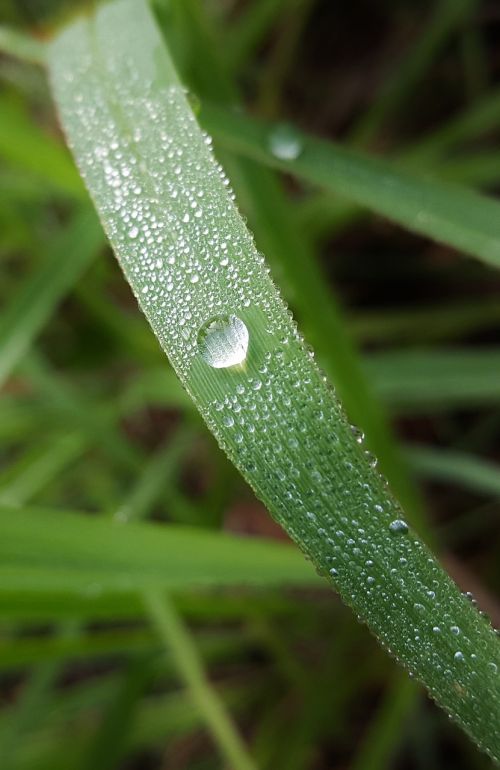 grass blade of grass dew