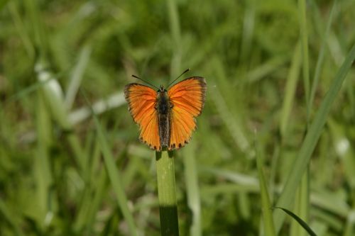 grass sajid butterfly