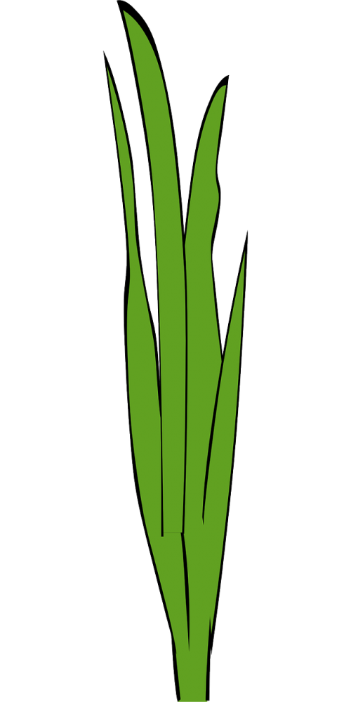 grass weed gramineous plant