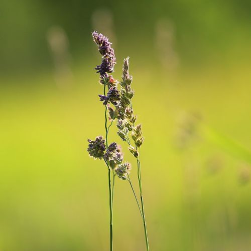 grass beauty summer