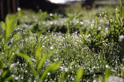 grass dewdrops morning