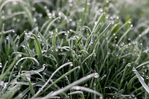 dew grass dewdrop