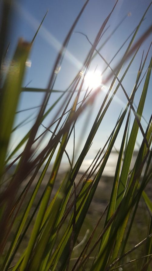 grass beach sun